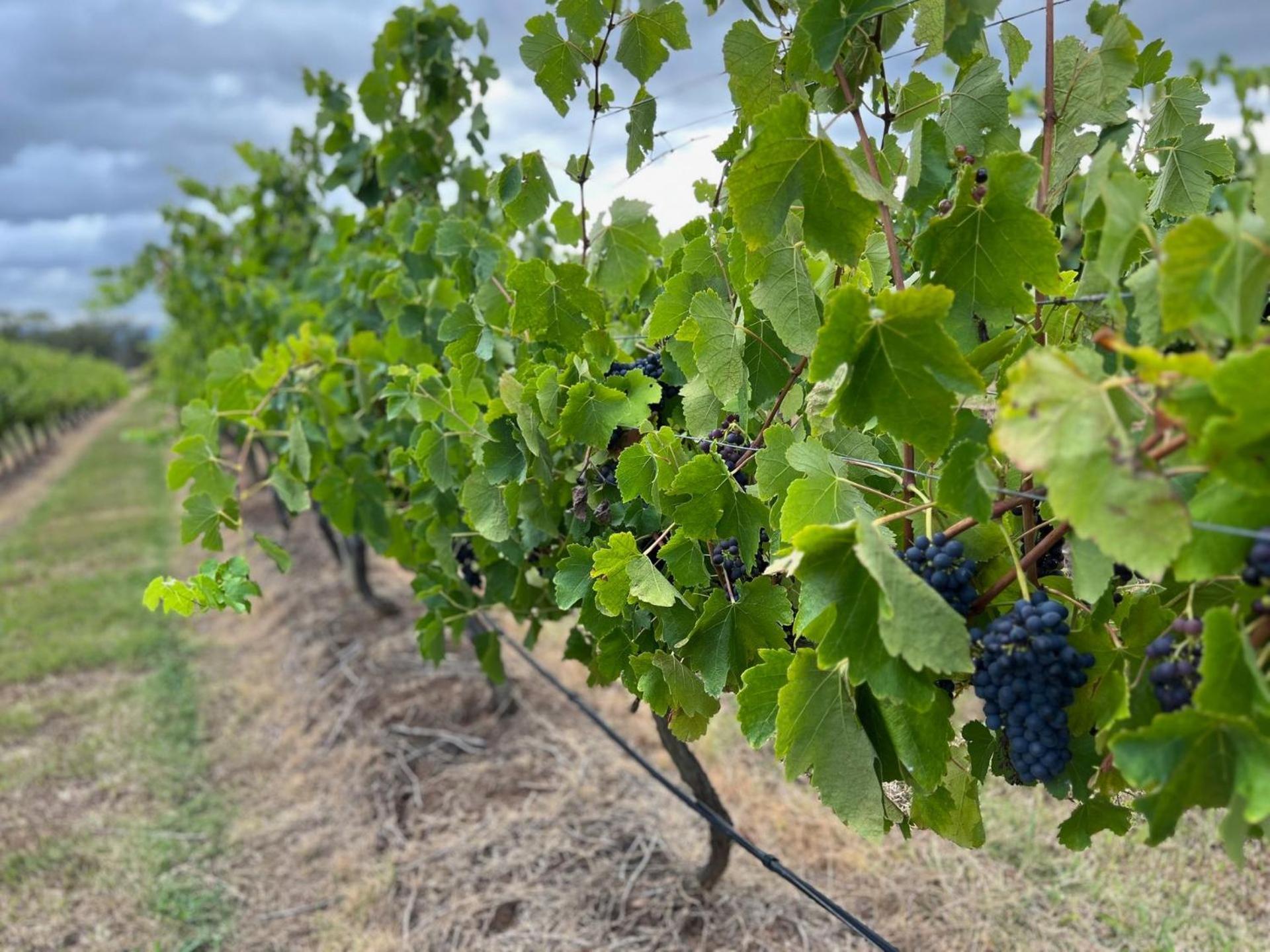 Bracken Ridge Vineyard The Entire Estate רוטברי מראה חיצוני תמונה